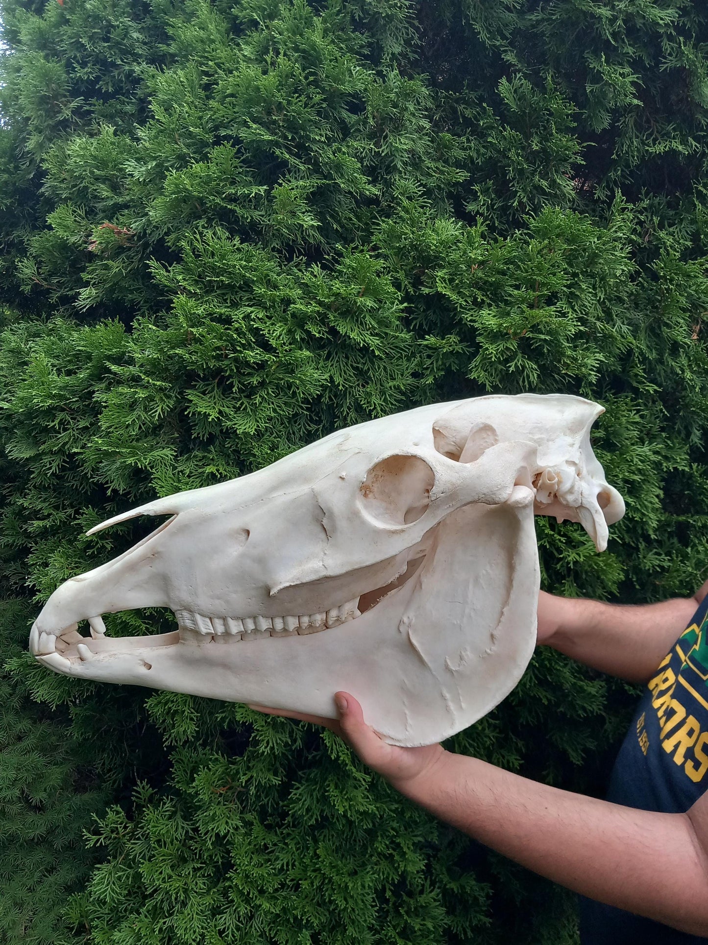 XXL Horse skull taxidermy