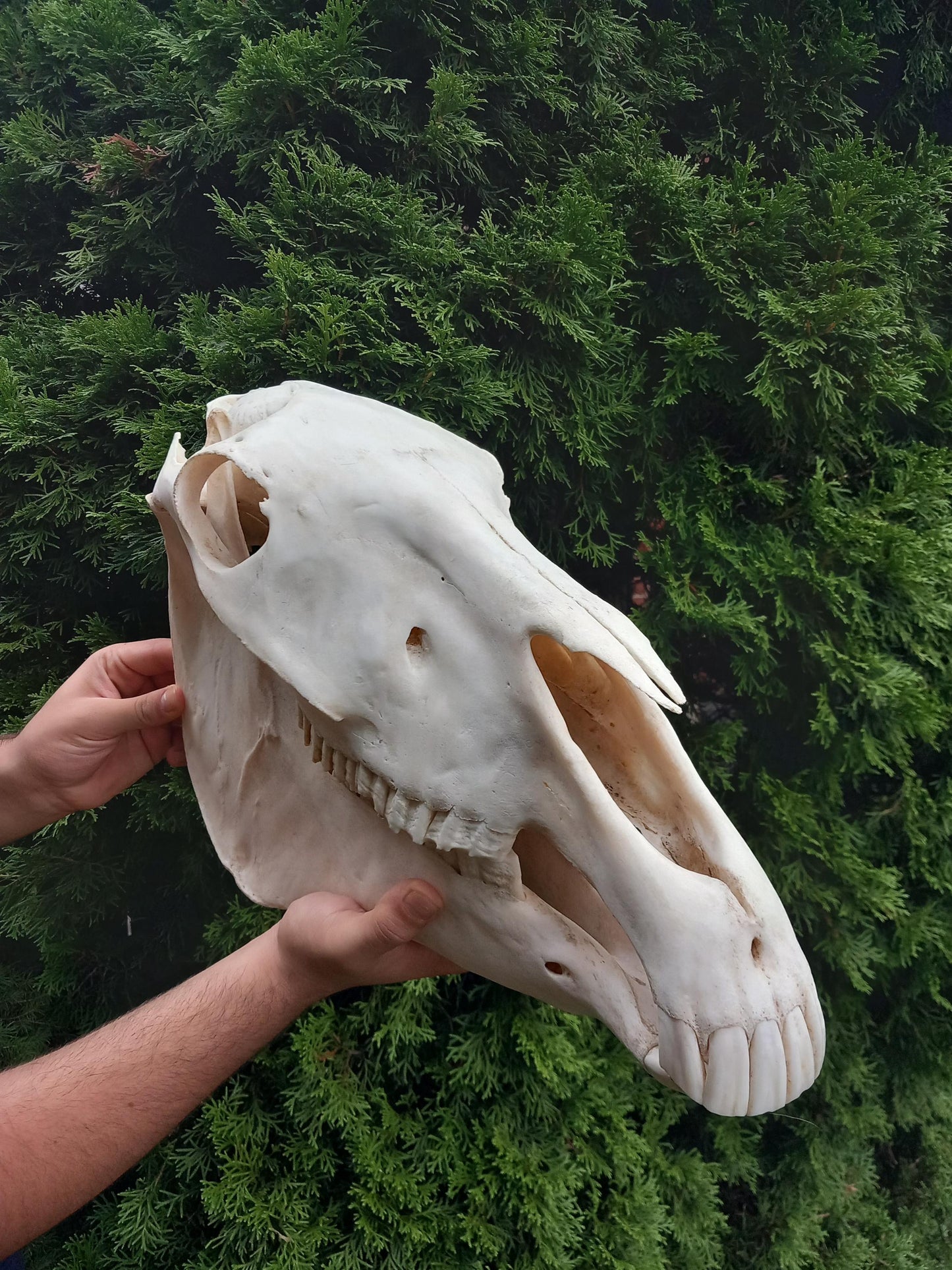 XXL Horse skull taxidermy mount