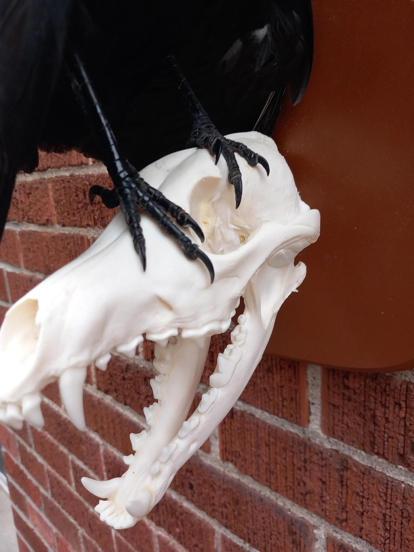 Standing wall mounted carrion crow taxidermy with skull exposed standing on a Coyote Skull