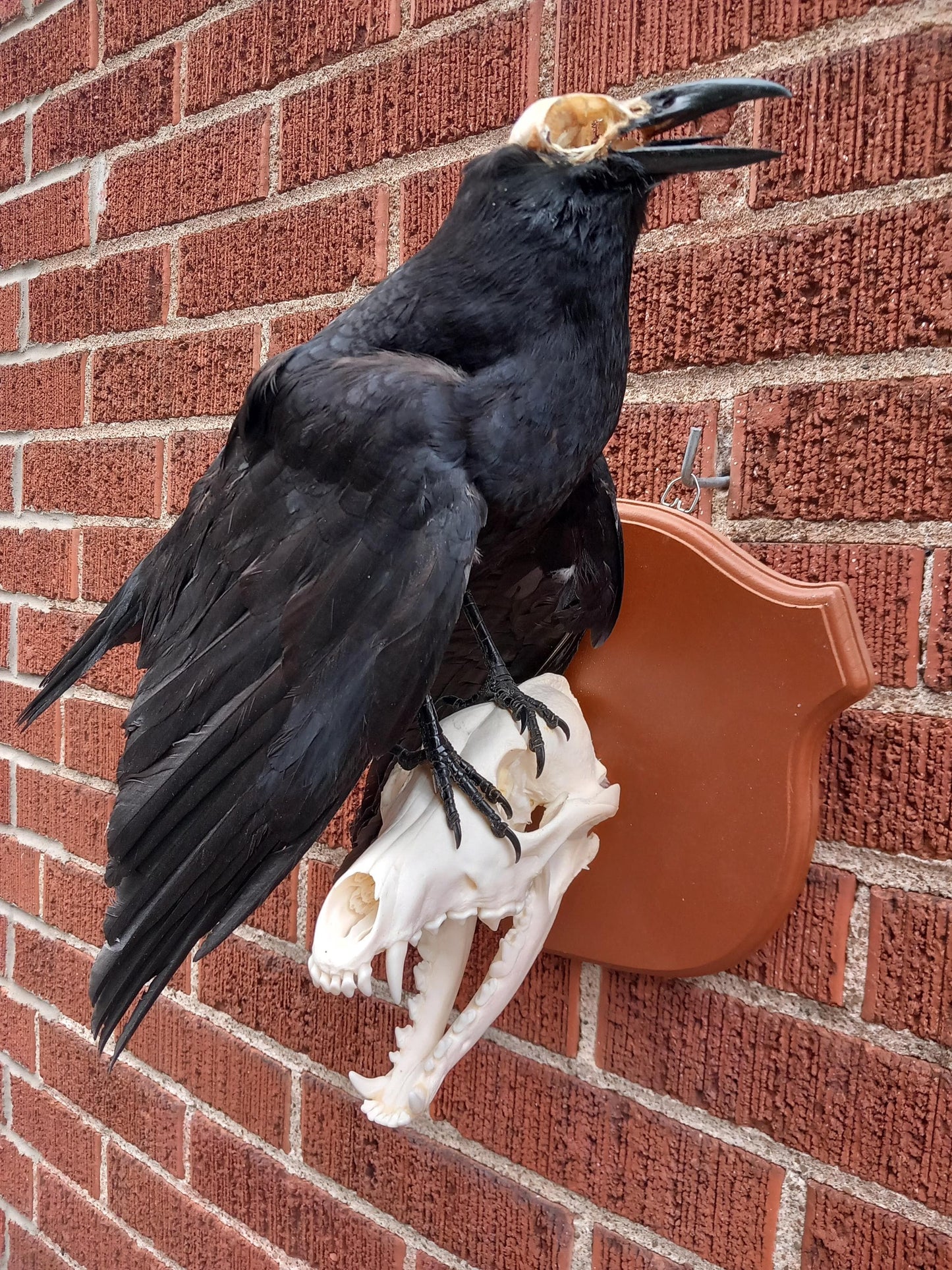 Standing wall mounted carrion crow taxidermy with skull exposed standing on a Coyote Skull