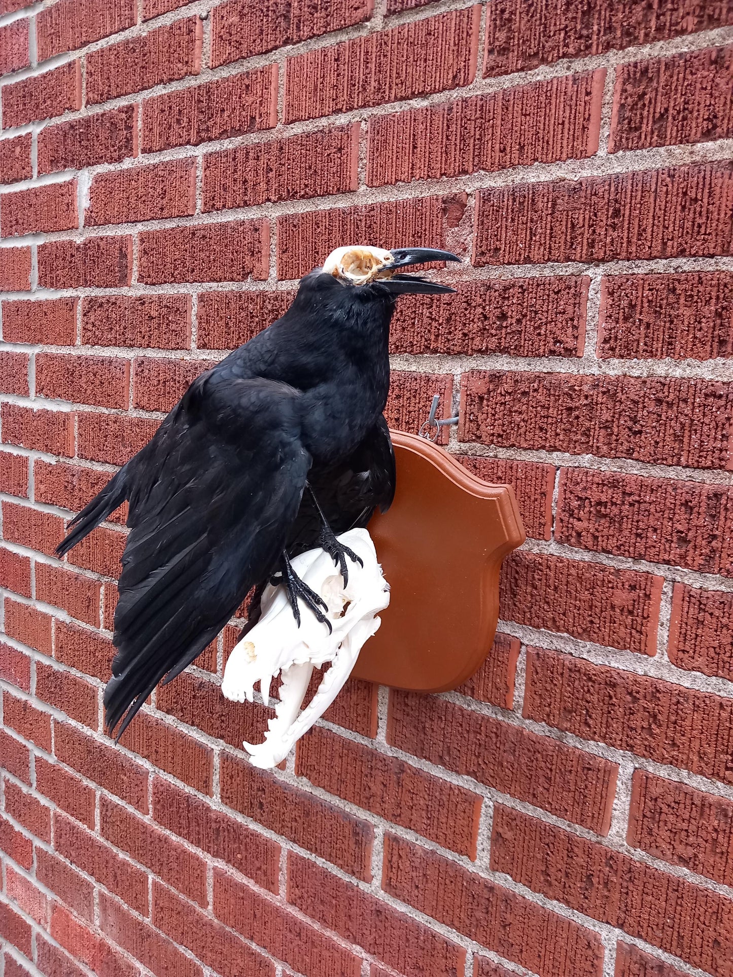 Standing wall mounted carrion crow taxidermy with skull exposed standing on a Coyote Skull