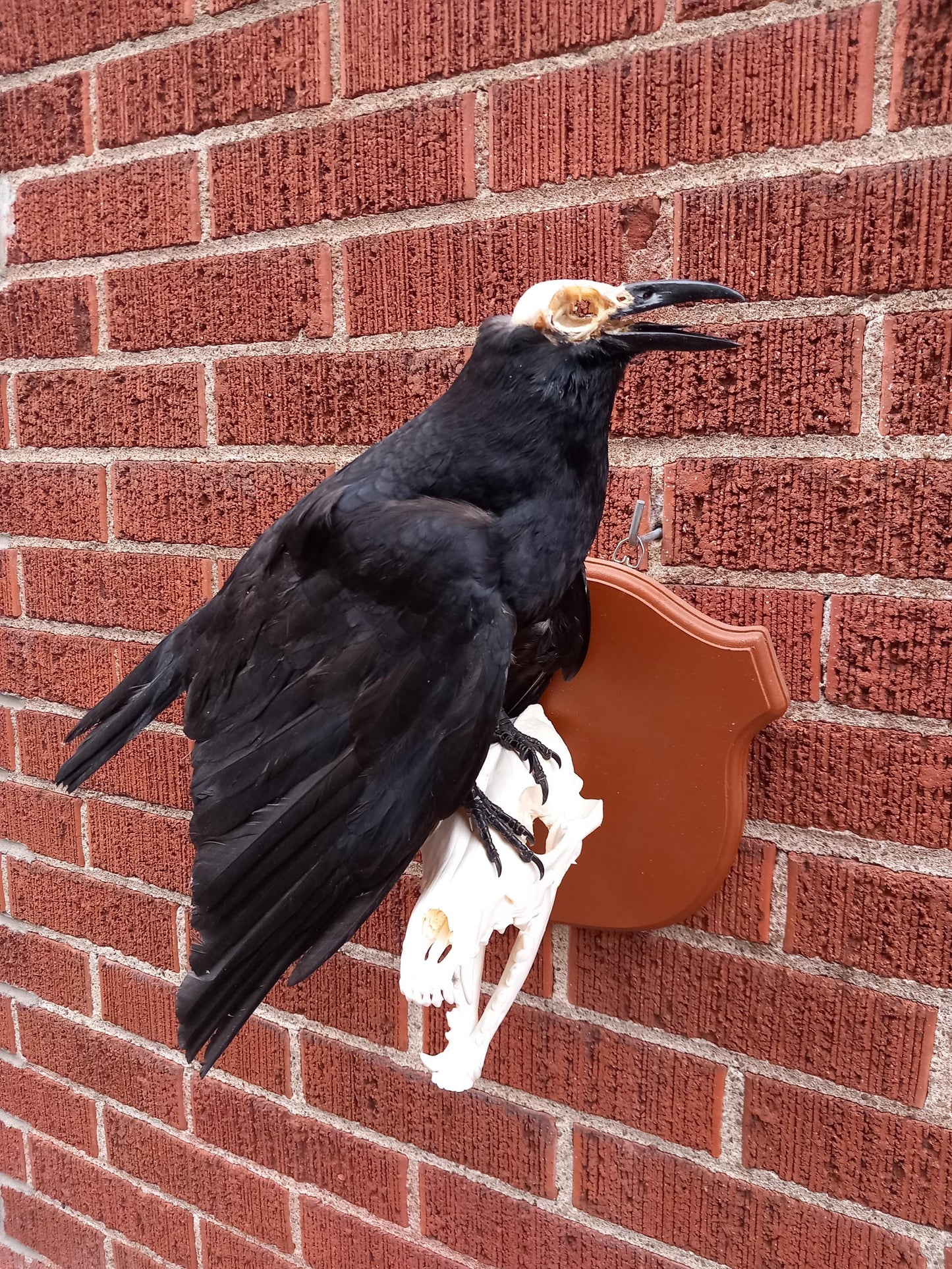 Standing wall mounted carrion crow taxidermy with skull exposed standing on a Coyote Skull