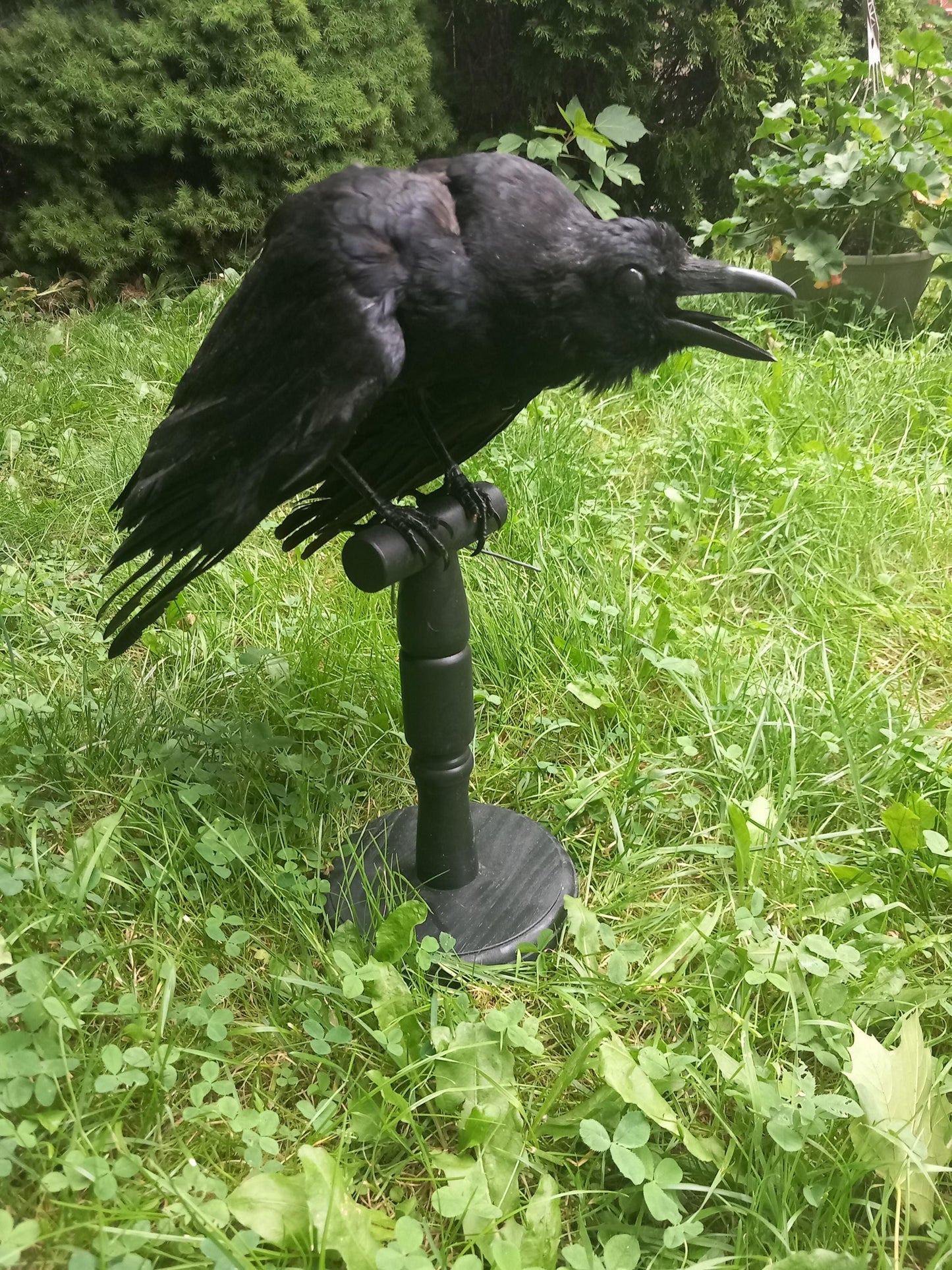 High quality standing mad crow taxidermy, standing mount carrion crow