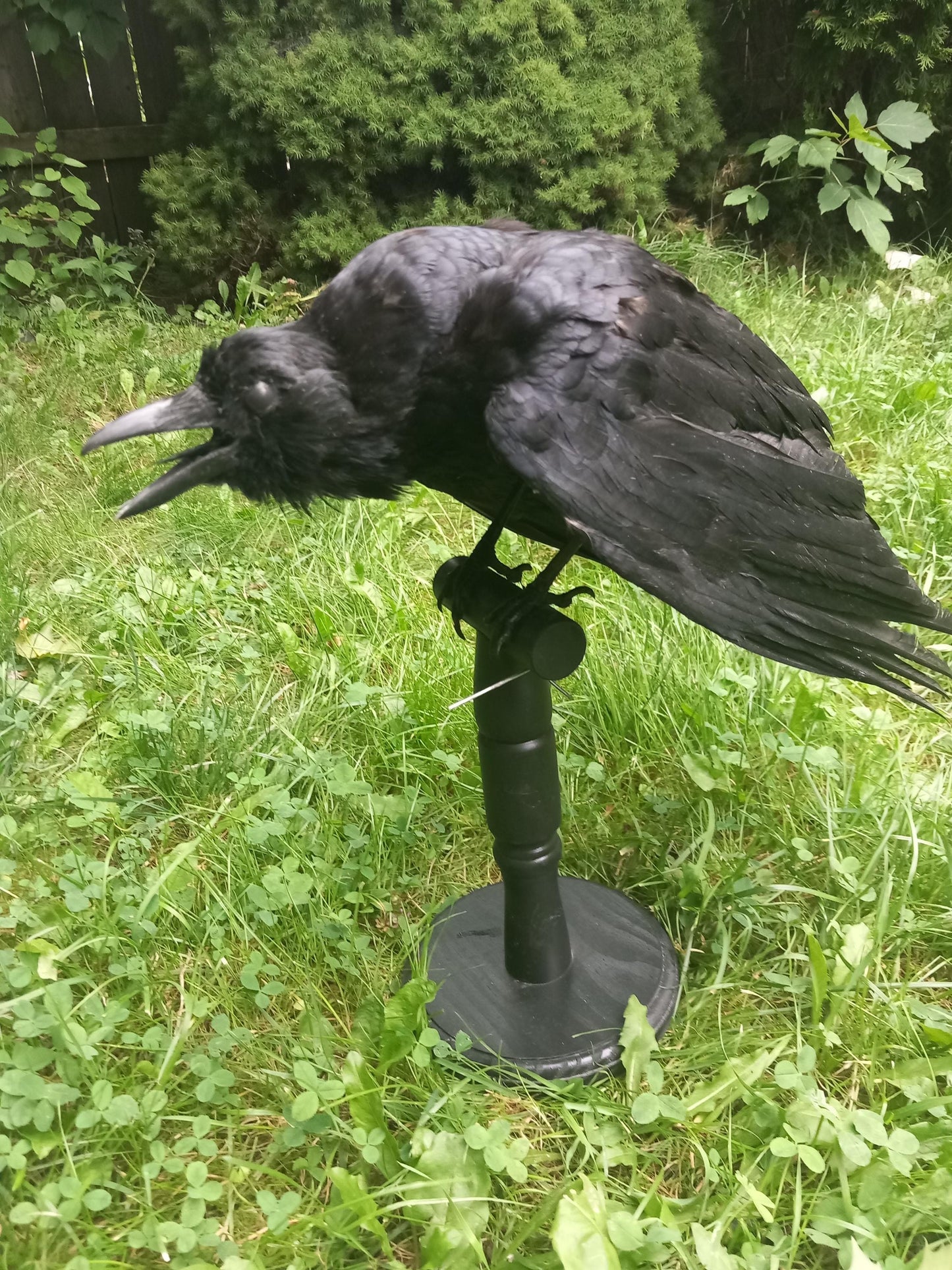 High quality standing mad crow taxidermy, standing mount carrion crow