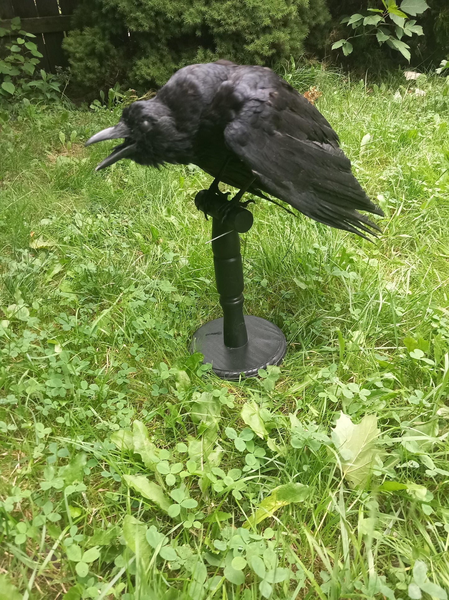 High quality standing mad crow taxidermy, standing mount carrion crow