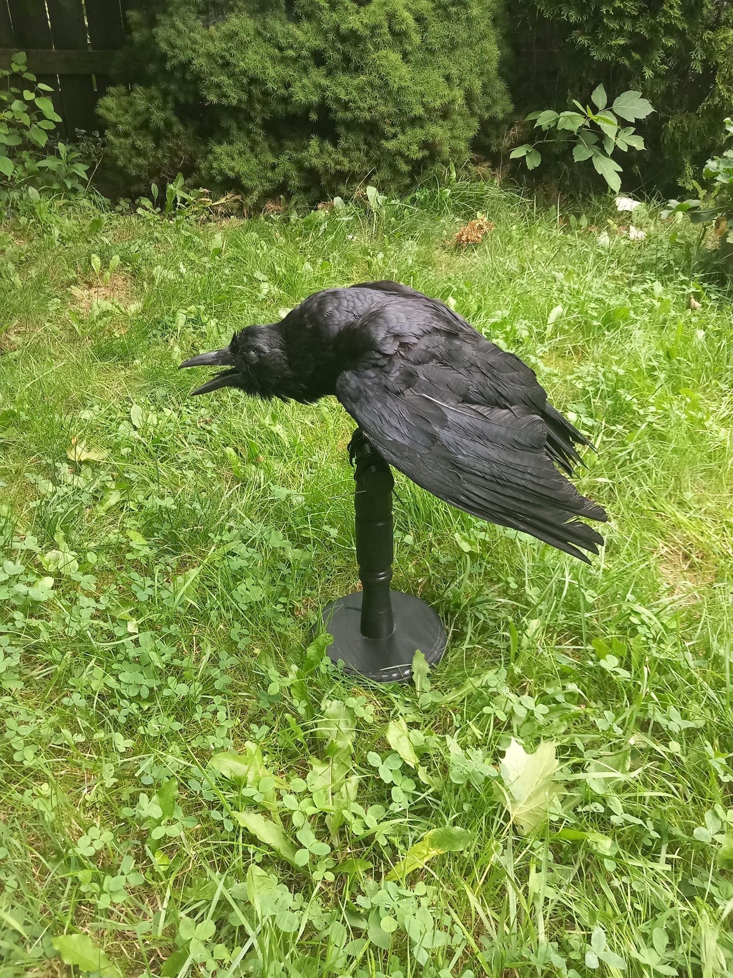 High quality standing mad crow taxidermy, standing mount carrion crow