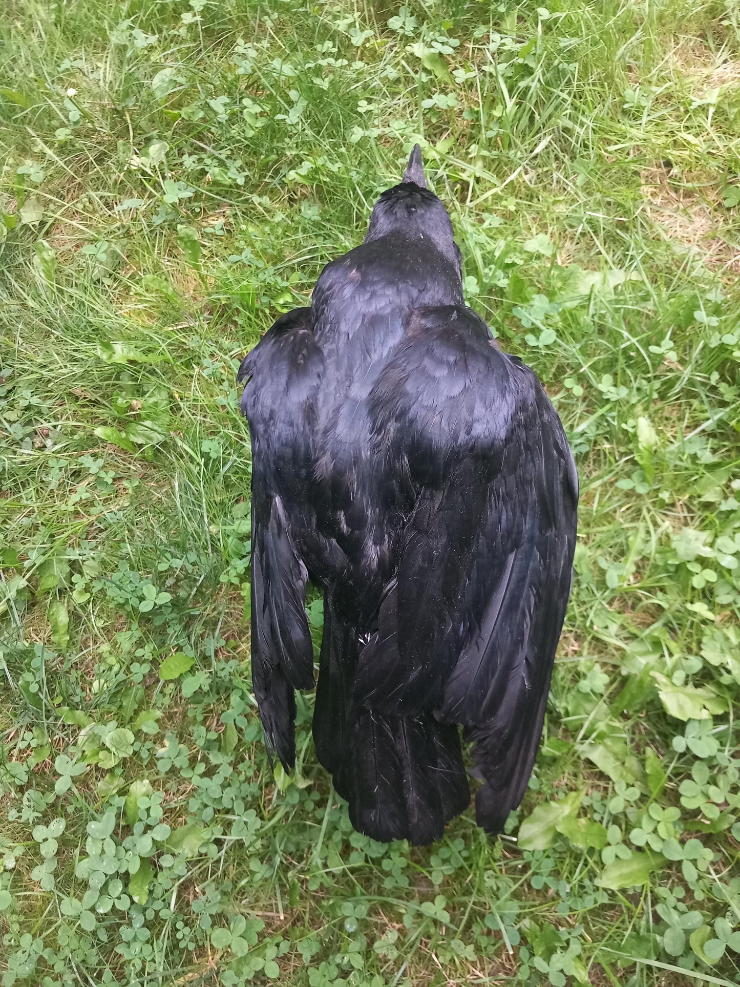 High quality standing mad crow taxidermy, standing mount carrion crow