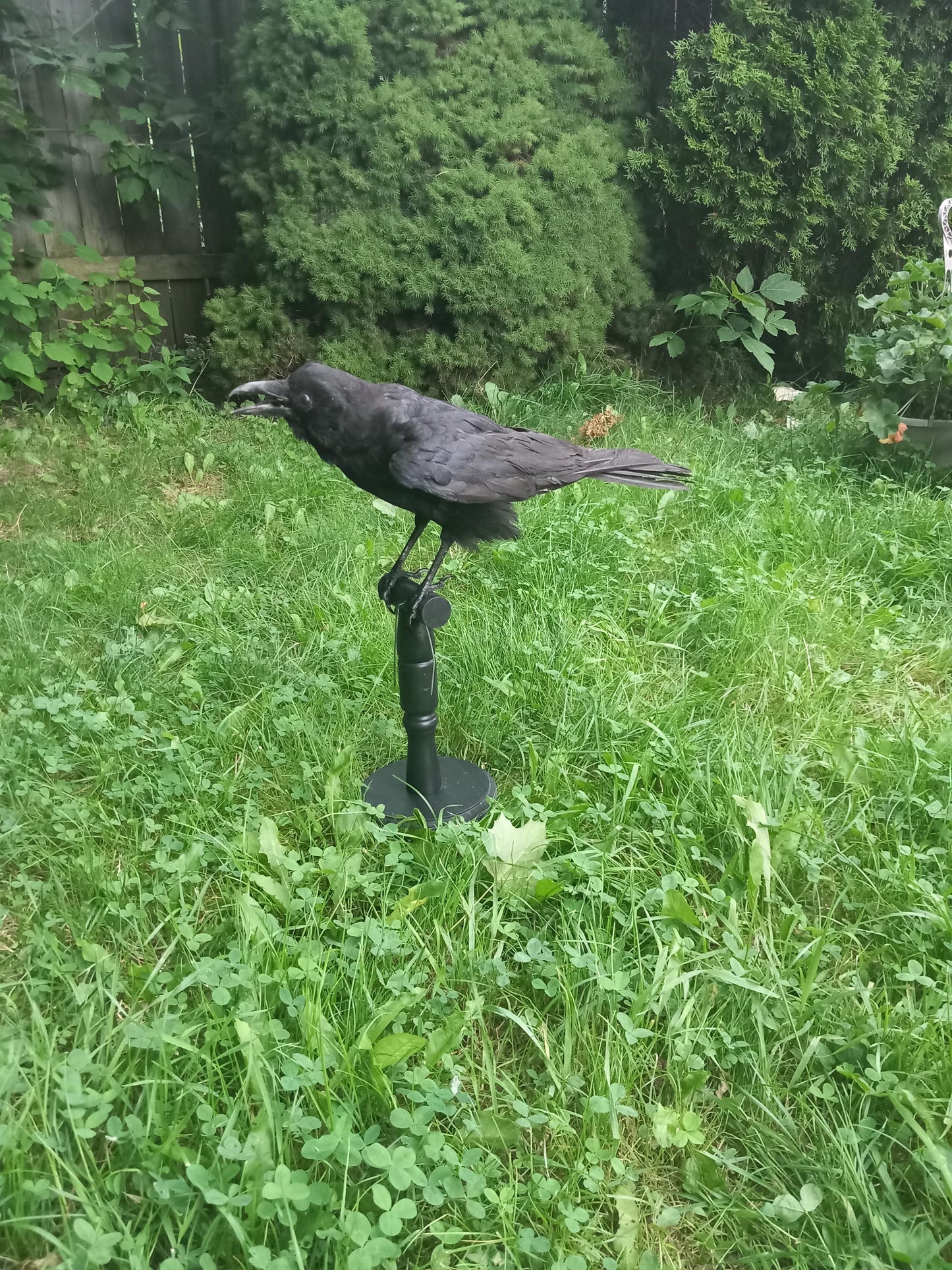 Standing crow taxidermy, carrion crow Standing mount