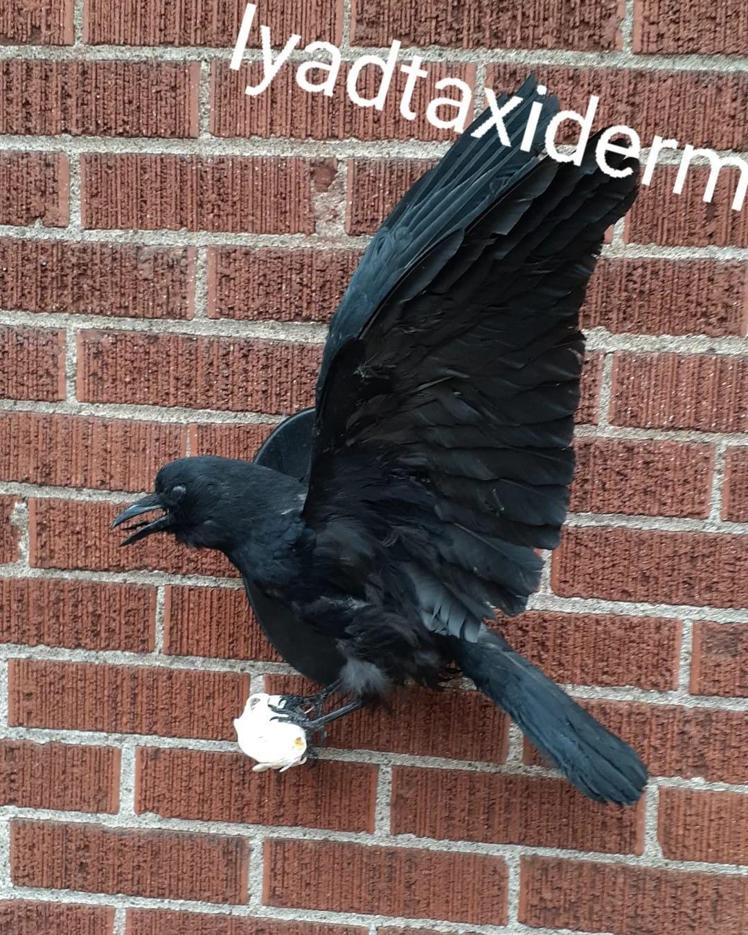 Flying crow taxidermy holding a skull wall mounted carrion crow