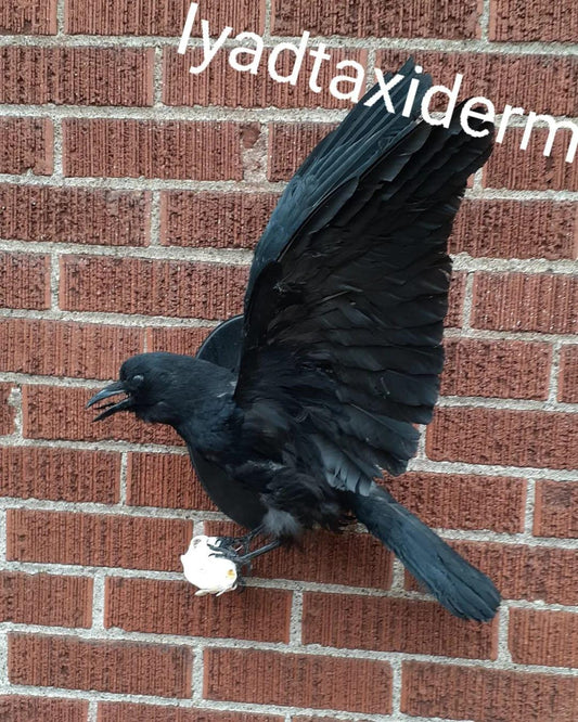 Flying crow taxidermy holding a skull wall mounted carrion crow