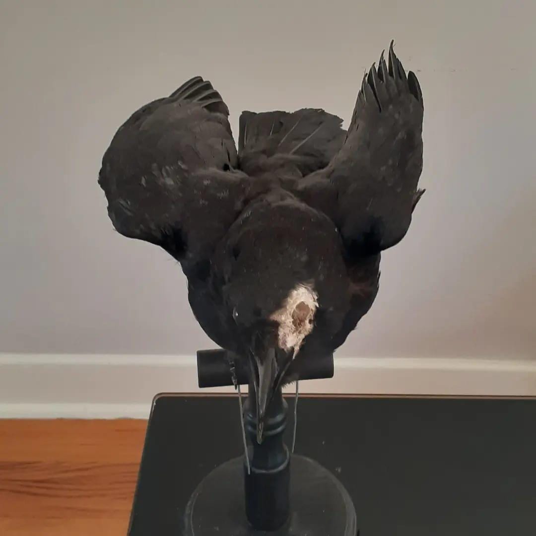 Standing with semi open wings mad position crow taxidermy