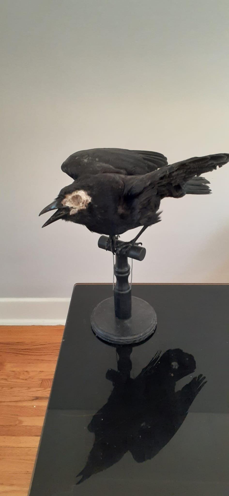 Standing with semi open wings mad position crow taxidermy