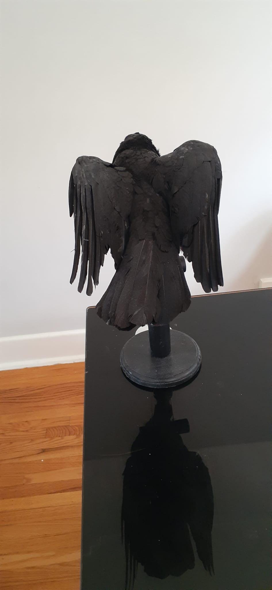 Standing with semi open wings mad position crow taxidermy