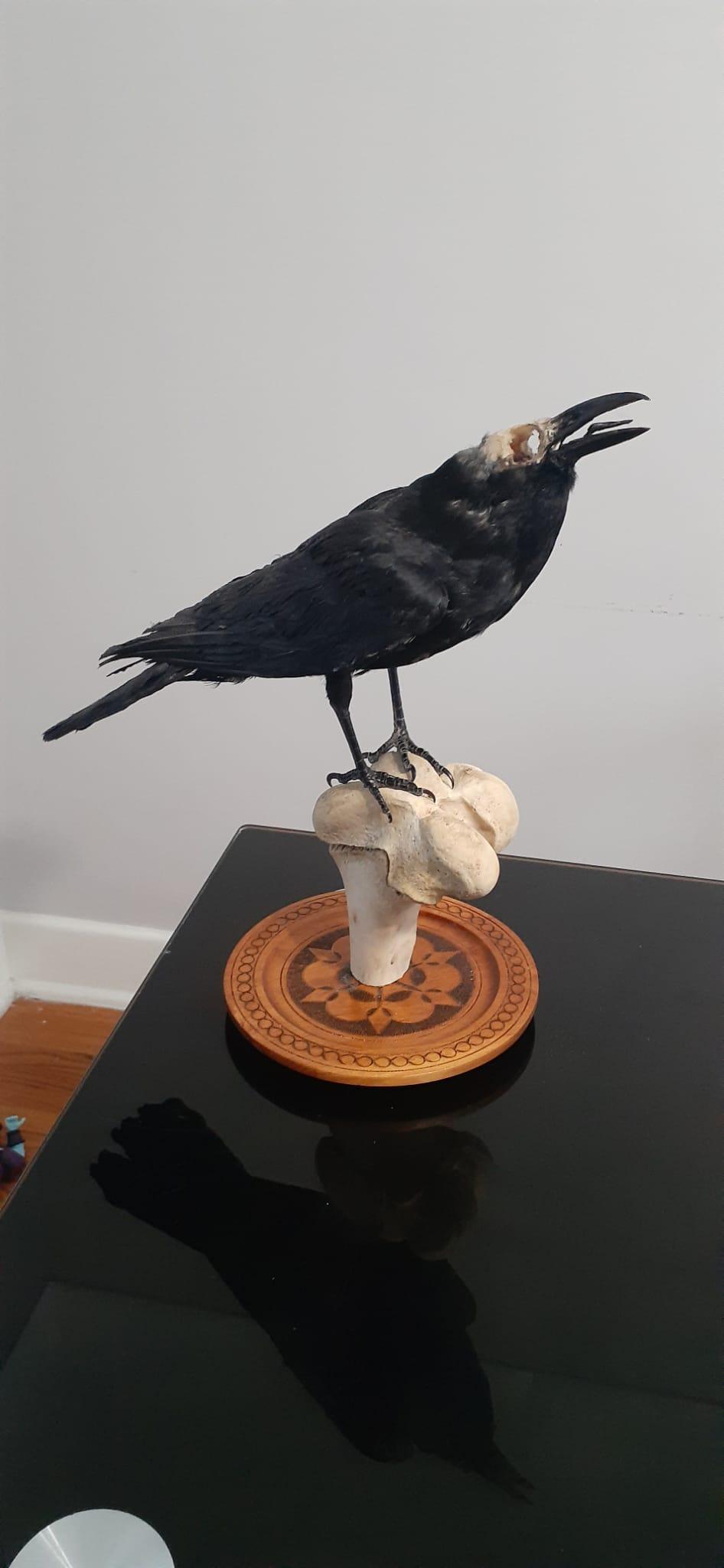 Standing crow taxidermy with skull exposed standing on a big bone