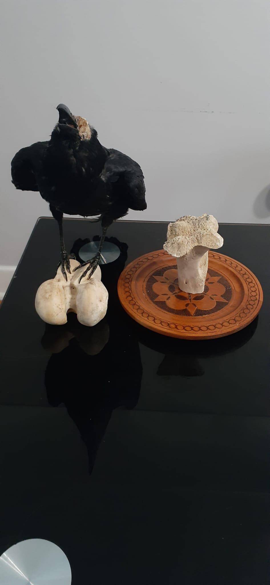 Standing crow taxidermy with skull exposed standing on a big bone