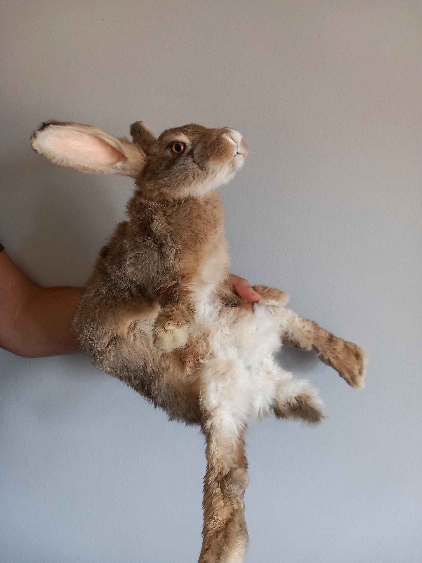 Brown soft mount rabbit taxidermy, floppy soft mount bunny