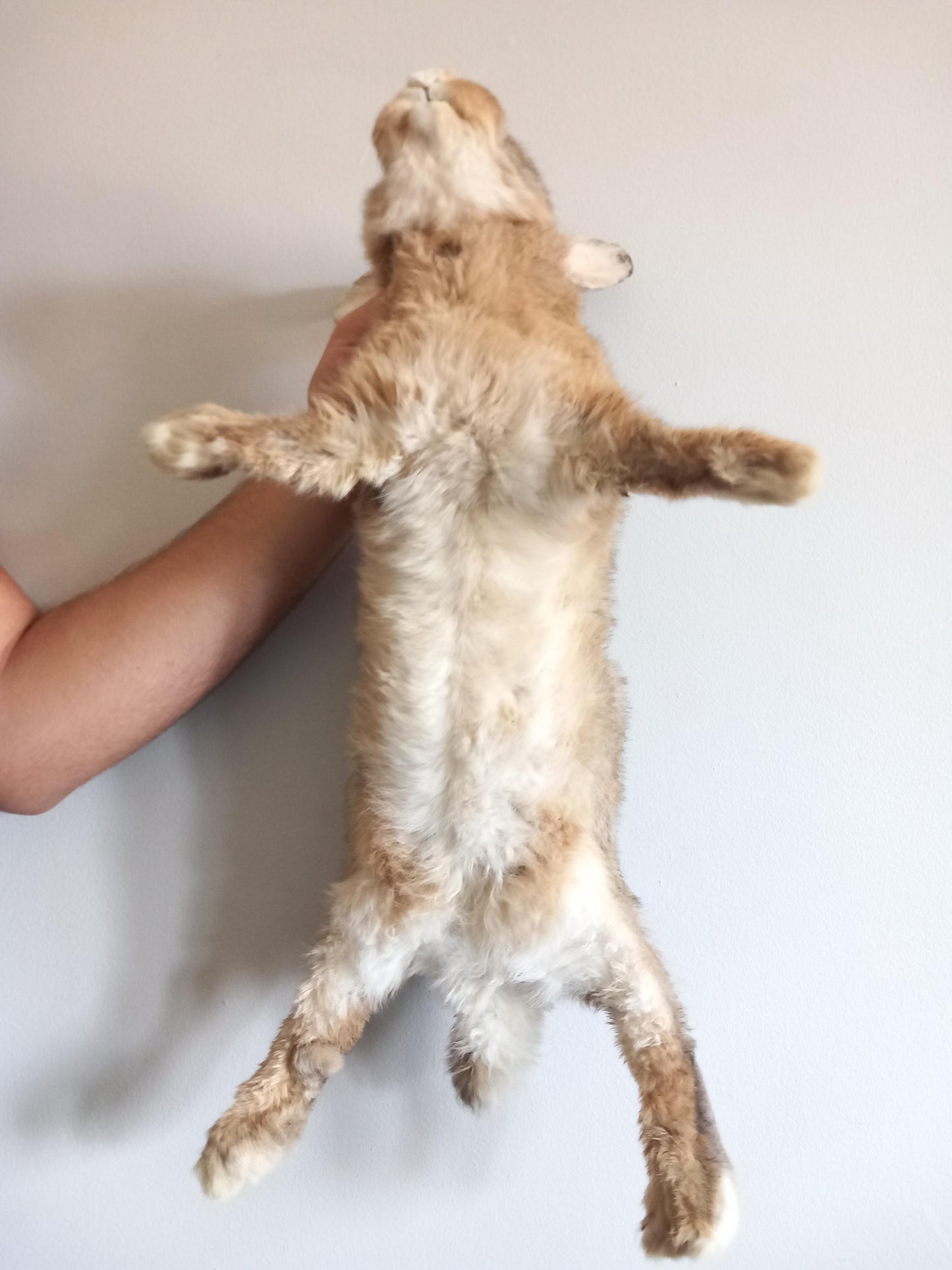 Brown soft mount rabbit taxidermy, floppy soft mount bunny