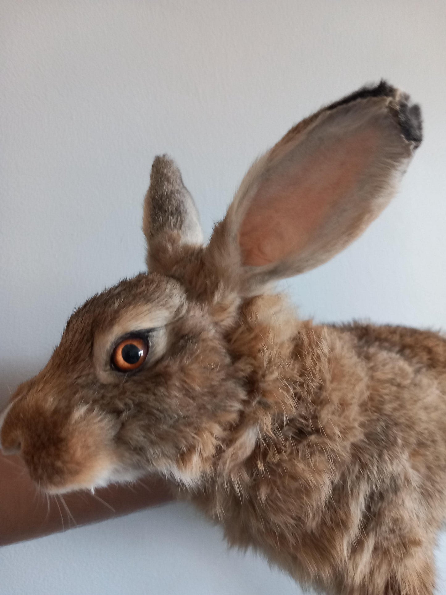 Brown soft mount rabbit taxidermy, floppy soft mount bunny