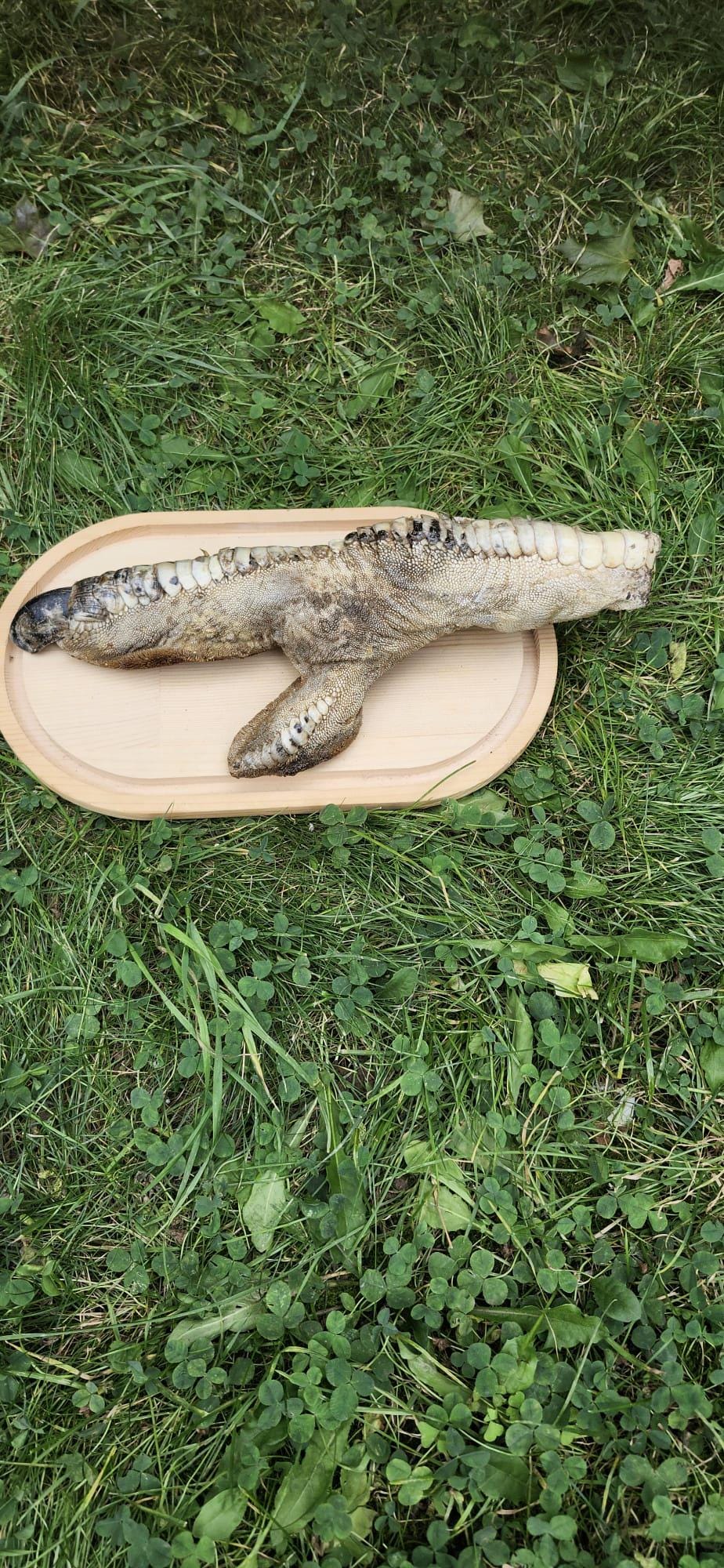 Huge ostrich foot taxidermy on oval wood base