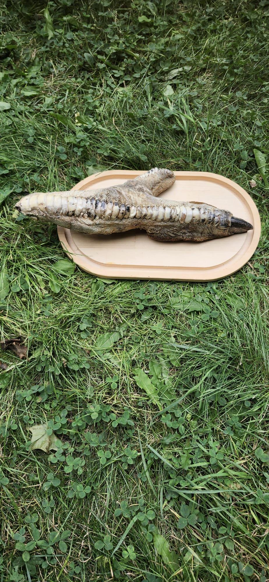 Huge ostrich foot taxidermy on oval wood base