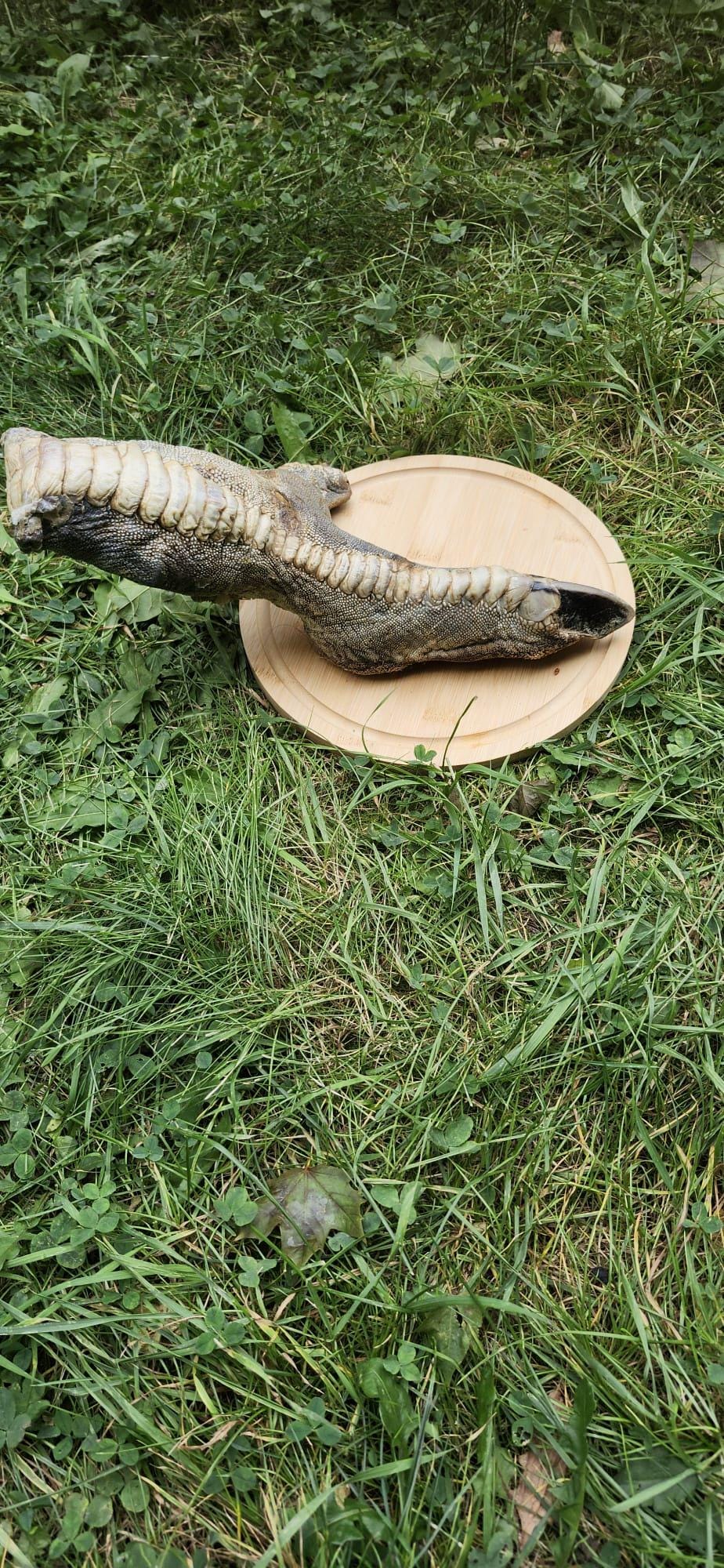 Huge ostrich foot taxidermy