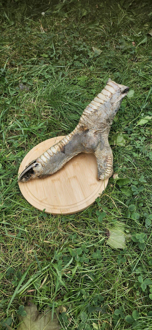 Huge ostrich foot taxidermy