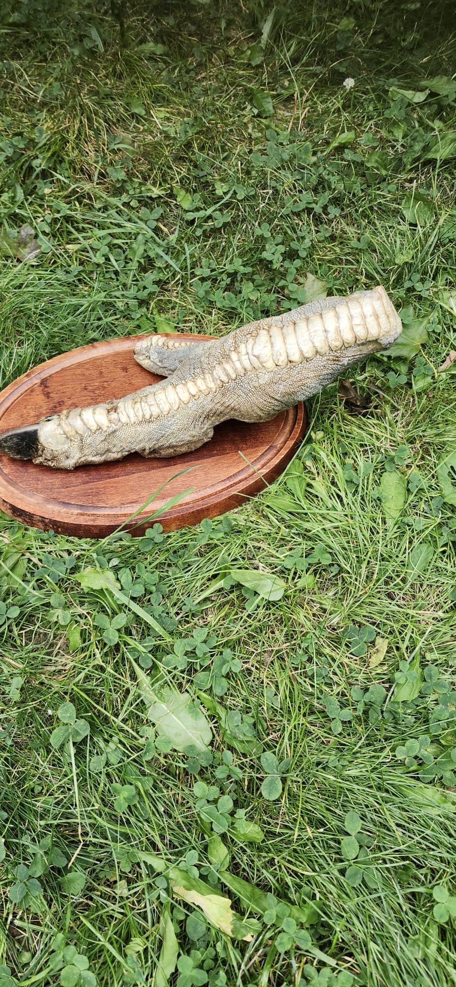 Huge ostrich foot taxidermy mounted on oval wooden base