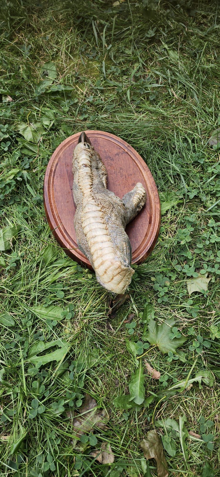 Huge ostrich foot taxidermy mounted on oval wooden base