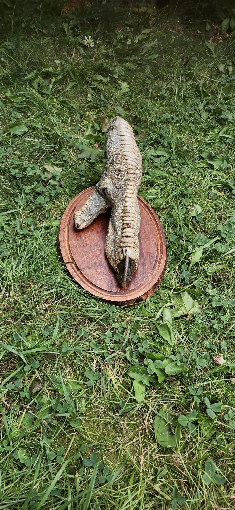 Huge ostrich foot taxidermy mounted on oval wooden base