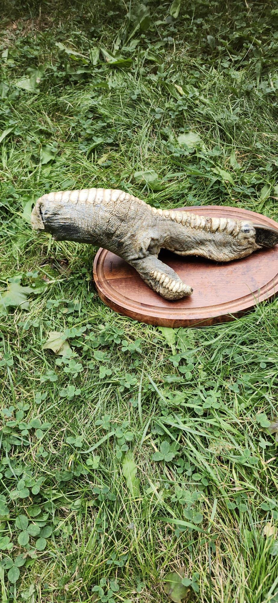 Huge ostrich foot taxidermy mounted on oval wooden base