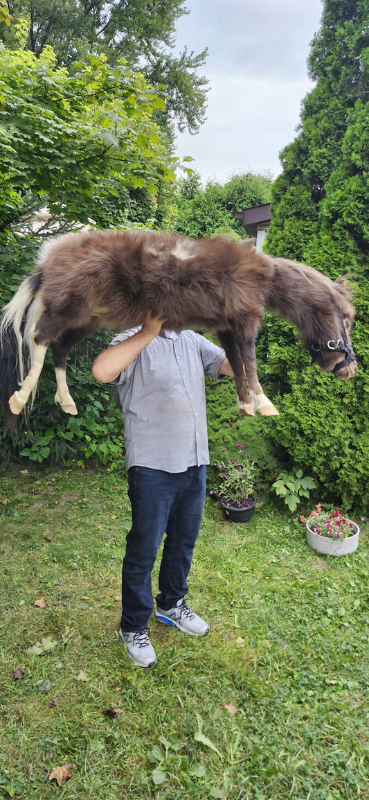 Soft mount pony taxidermy, rare to find high quality taxidermy