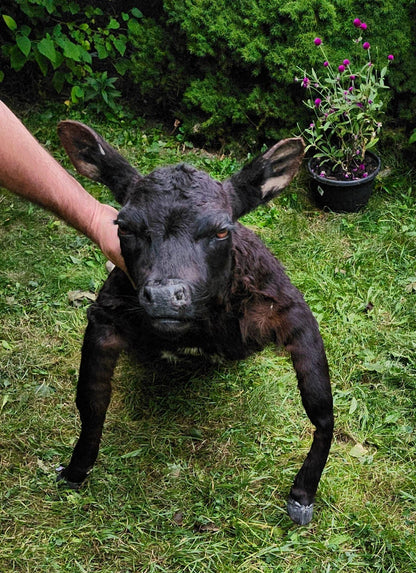 Soft mount black calf taxidermy