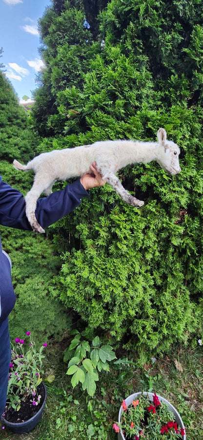 Soft mount baby lamb taxidermy, baby goat taxidermy, ram