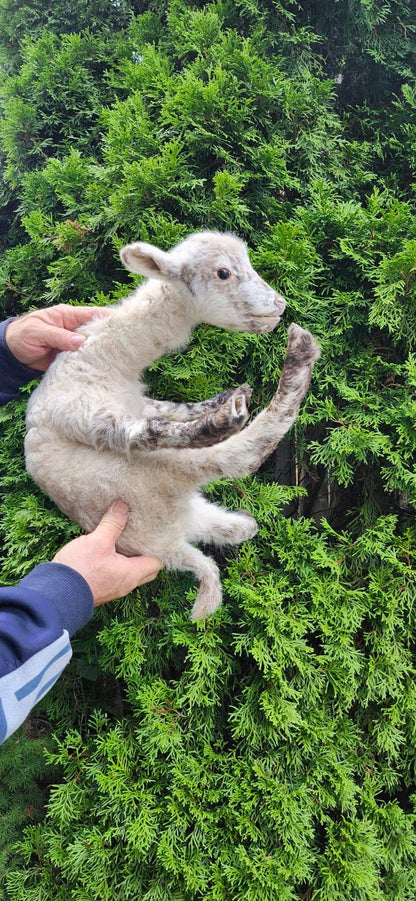 Soft mount baby lamb taxidermy, baby goat taxidermy, ram