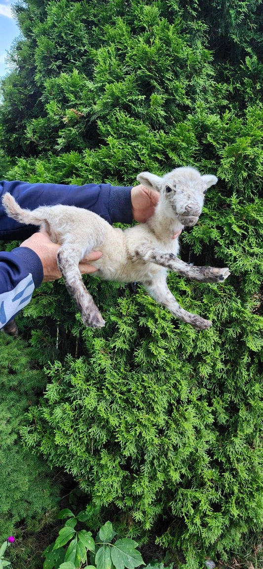 Soft mount baby lamb taxidermy, baby goat taxidermy, ram
