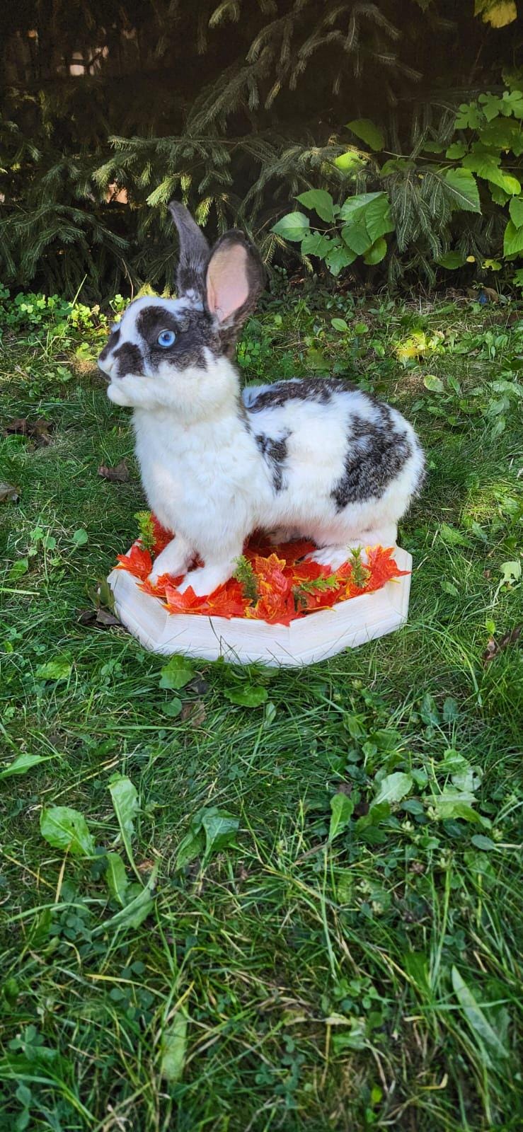 Very nice black and white rabbit taxidermy, standing bunny mount, jackalope
