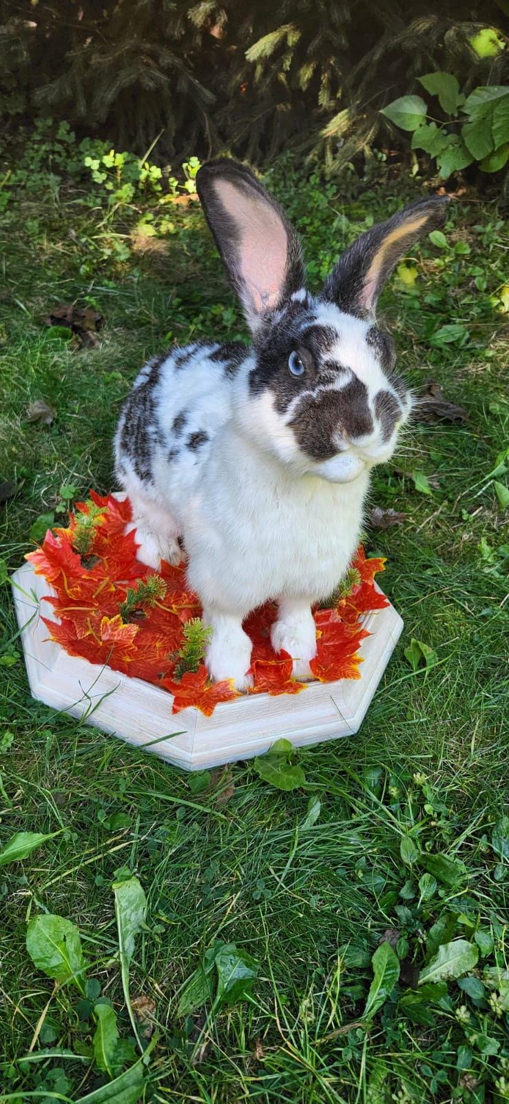 Very nice black and white rabbit taxidermy, standing bunny mount, jackalope