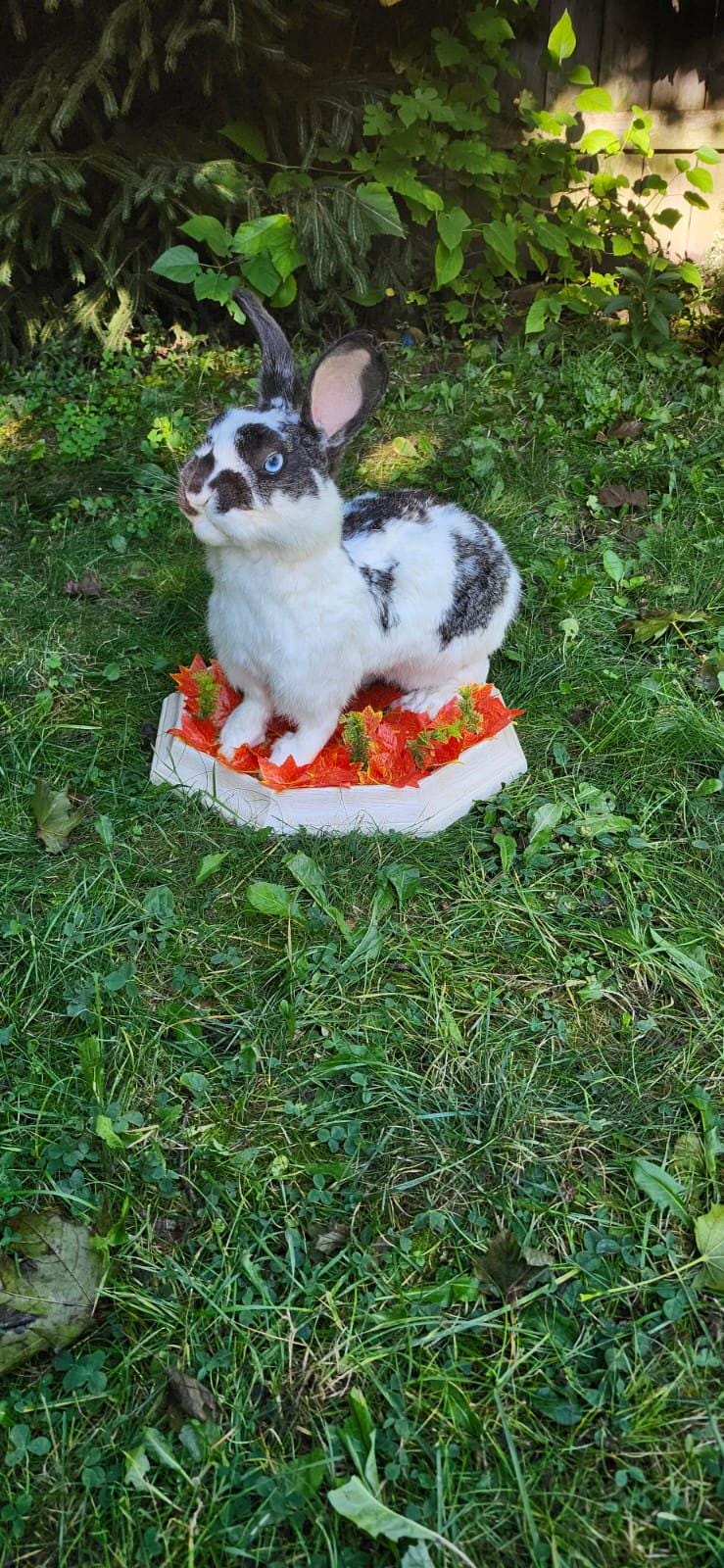 Very nice black and white rabbit taxidermy, standing bunny mount, jackalope