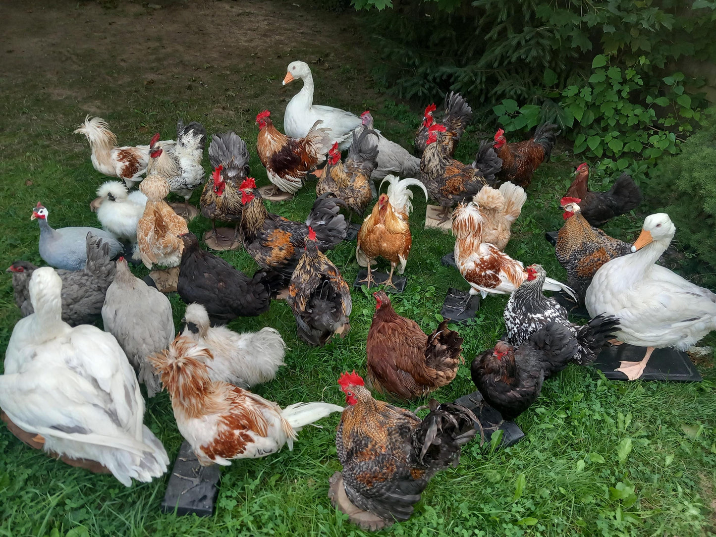 Chickens and roosters taxidermy