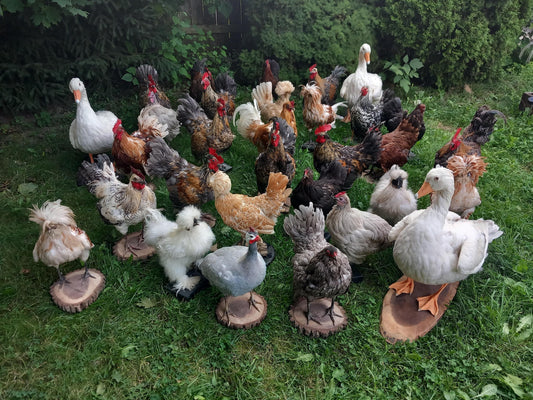 Chickens and roosters taxidermy