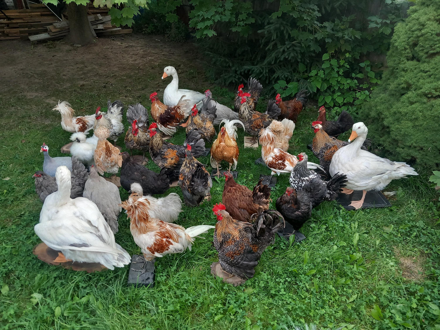 Chickens and roosters taxidermy