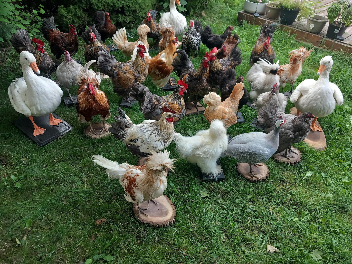 Chickens and roosters taxidermy