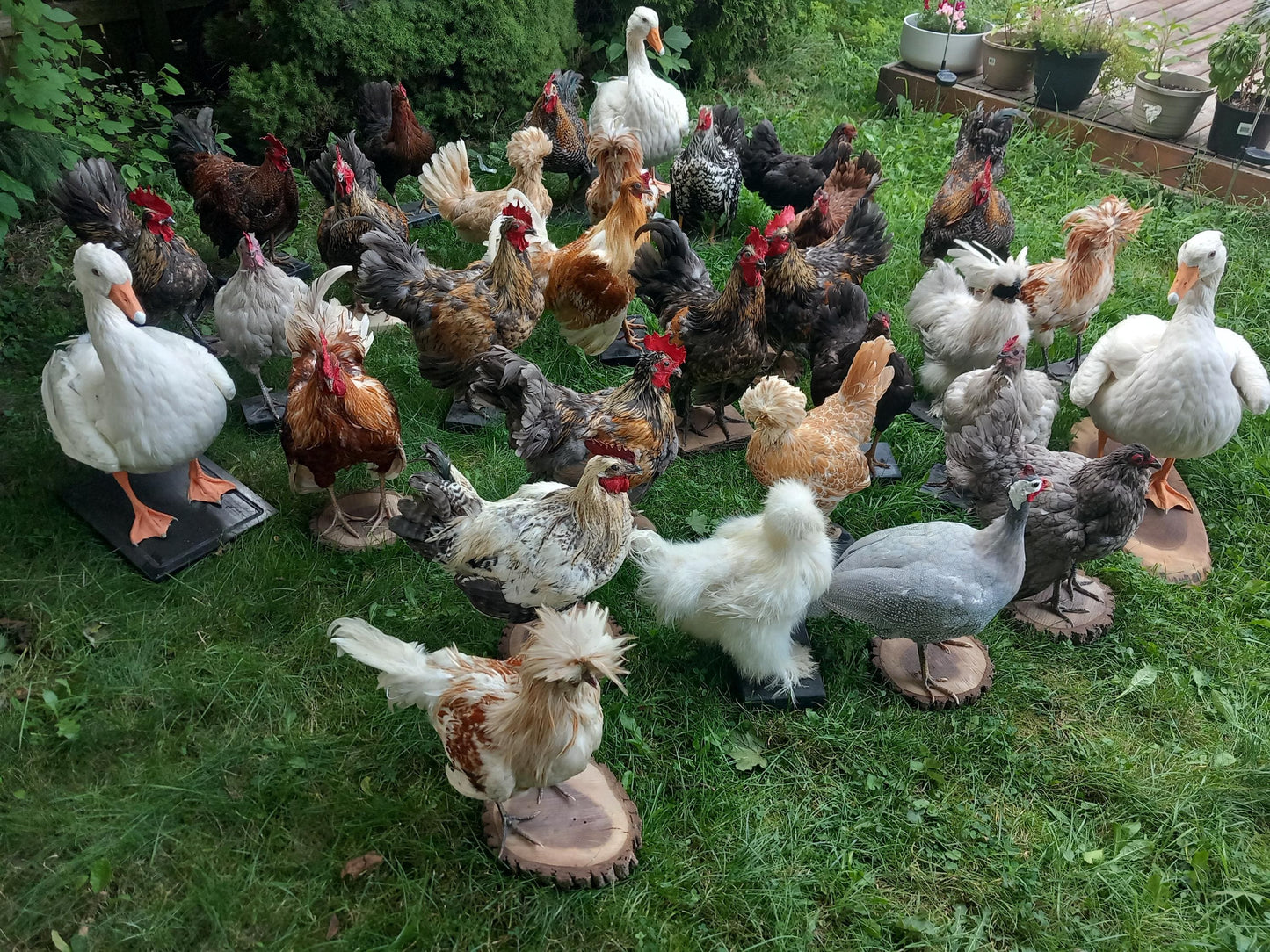 Chickens and roosters taxidermy