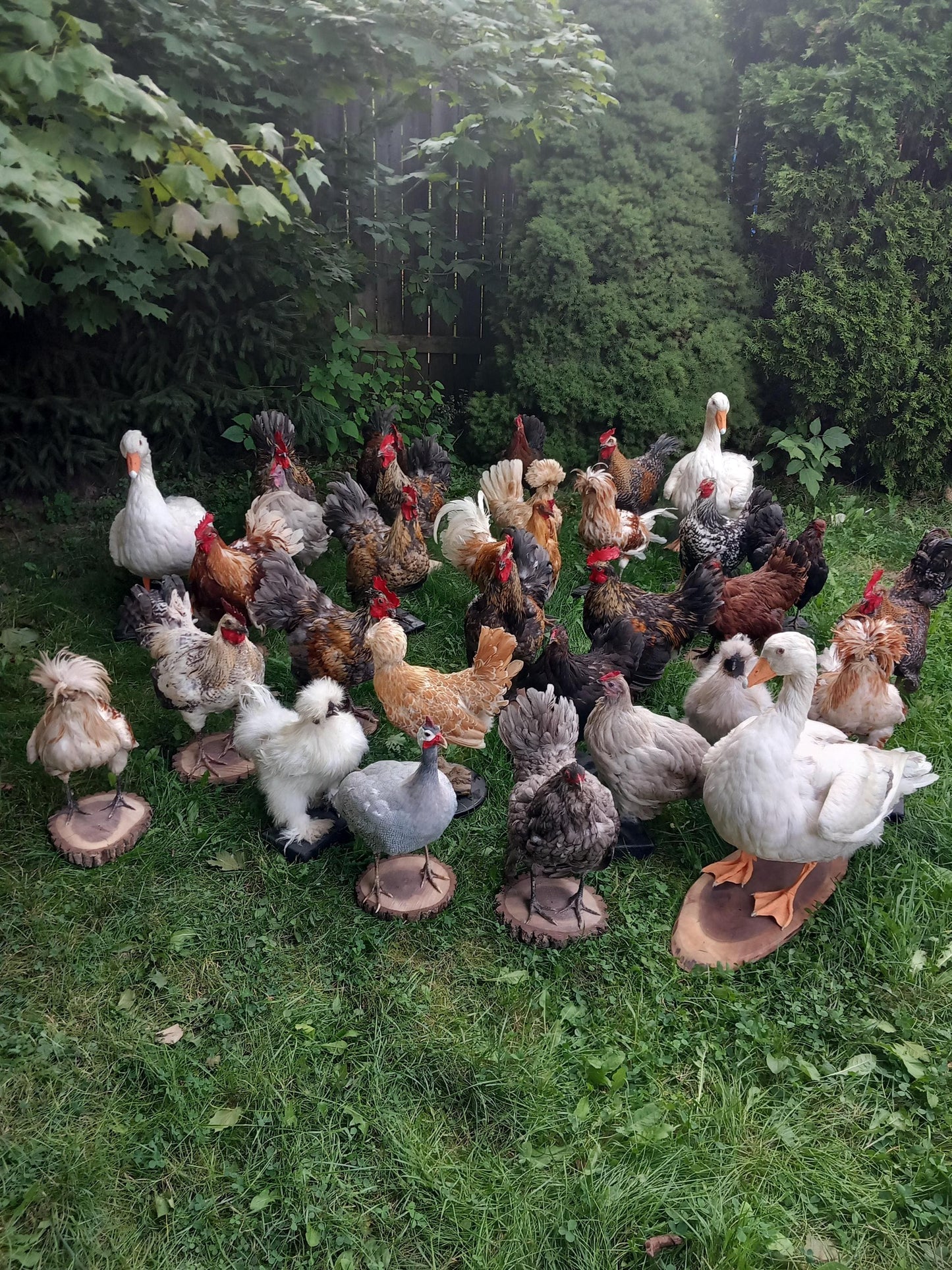 Chickens and roosters taxidermy