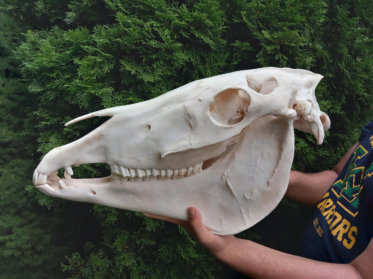 XXL Horse skull taxidermy