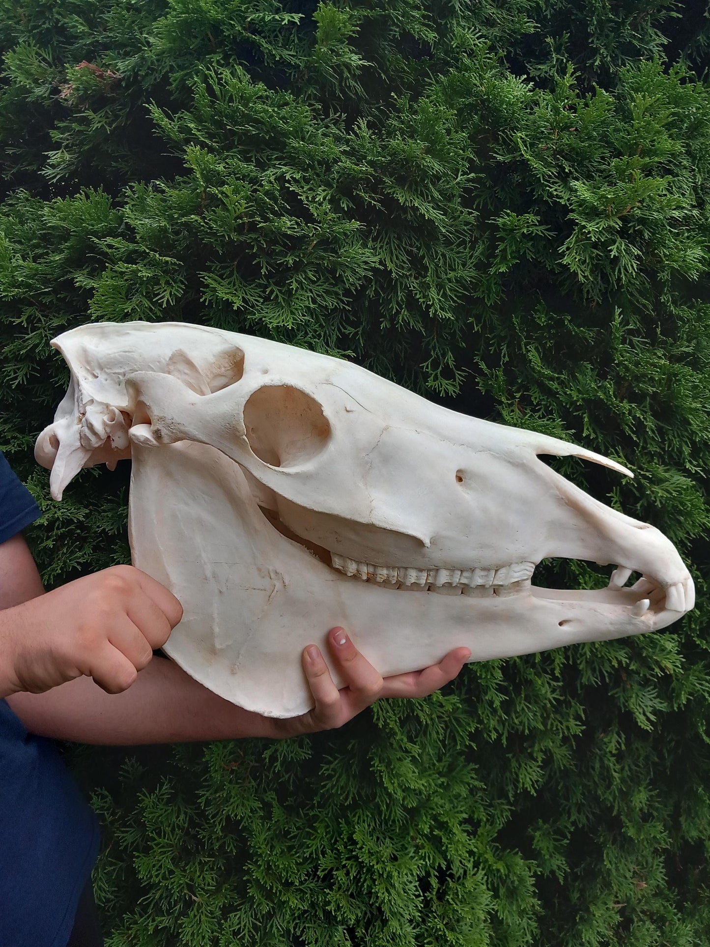 XXL Horse skull taxidermy