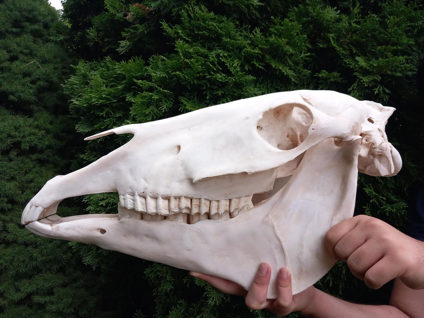 XXL Horse skull taxidermy mount