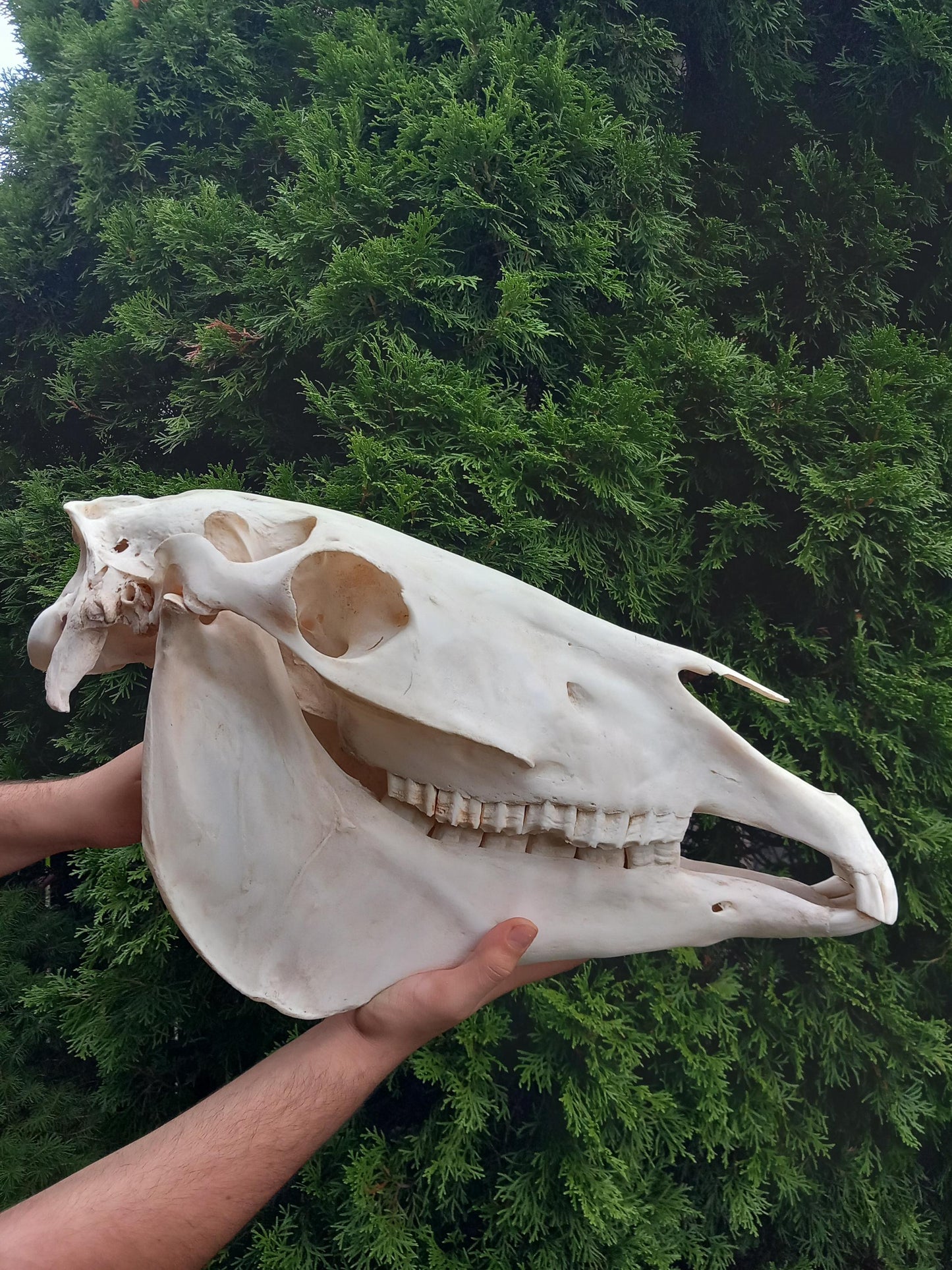 XXL Horse skull taxidermy mount