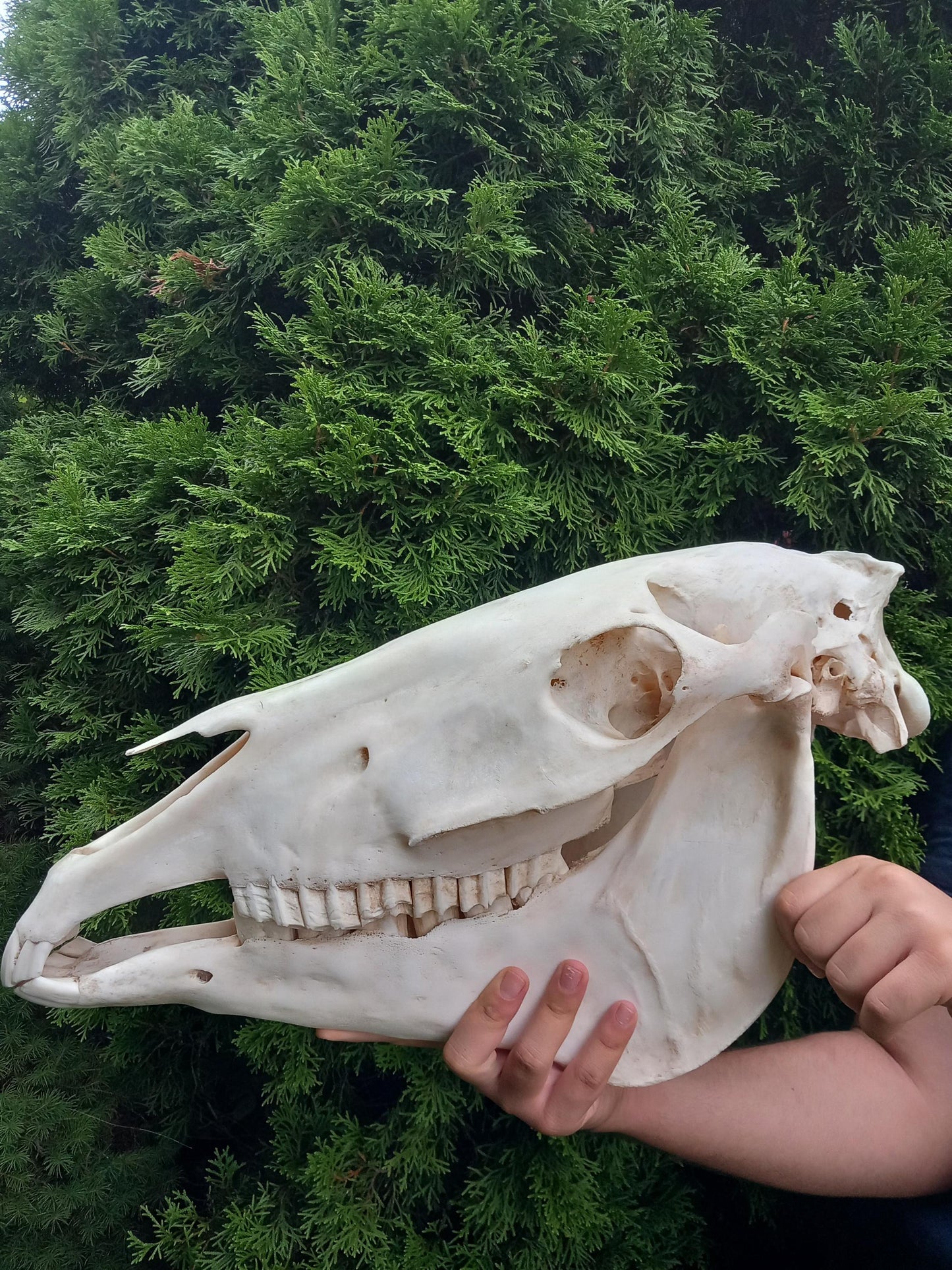 XXL Horse skull taxidermy mount