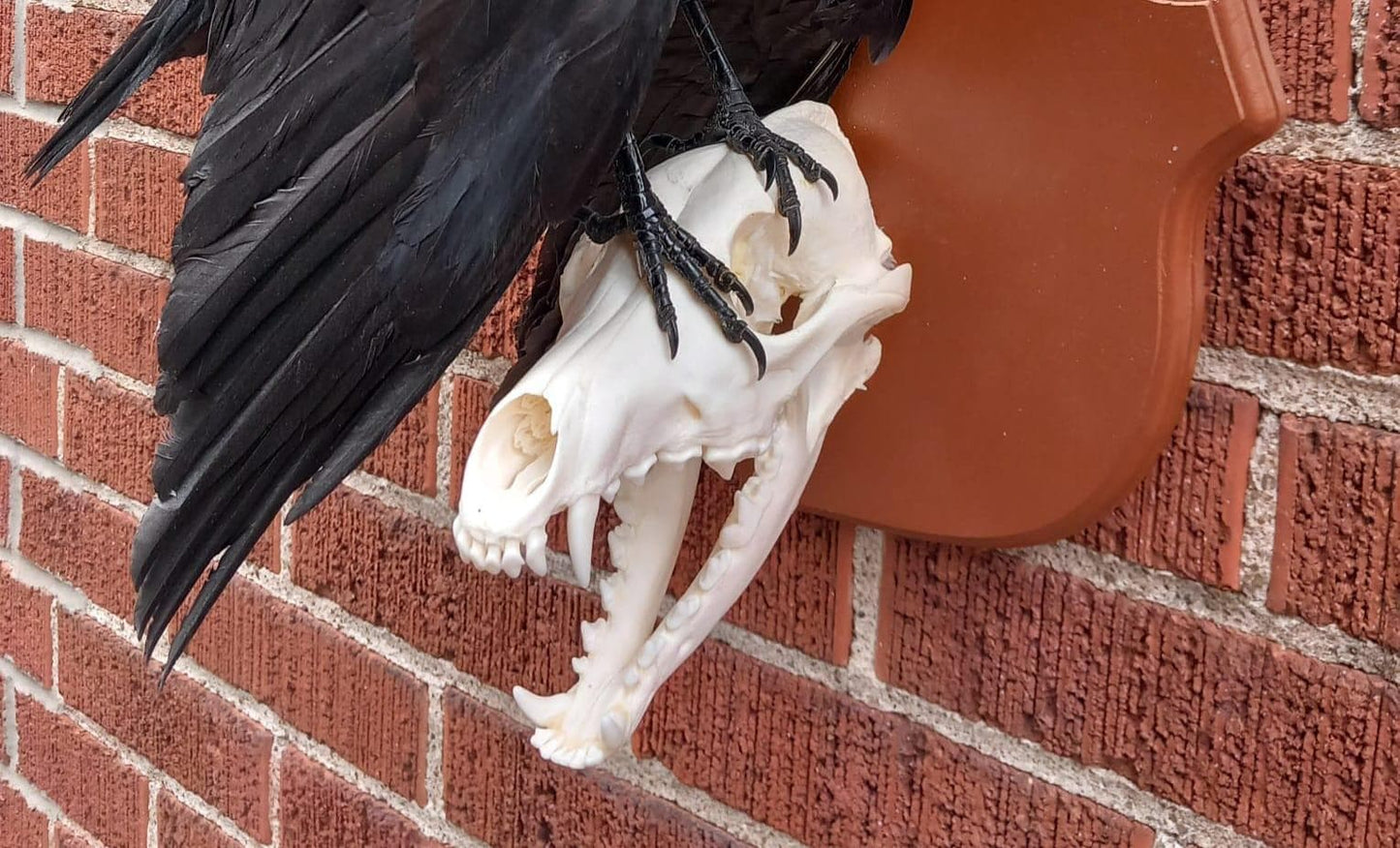 Standing wall mounted carrion crow taxidermy with skull exposed standing on a Coyote Skull